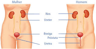infeccao urinaria